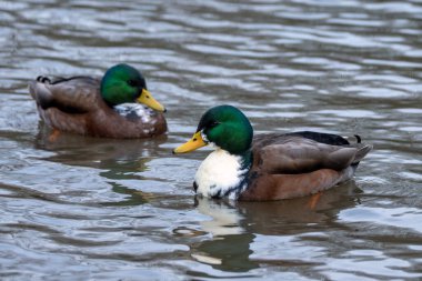 Yaban ördekleri iki numaralı gölde.