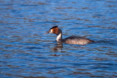 Cornwall 'daki gölde büyük ibikli grebe. 