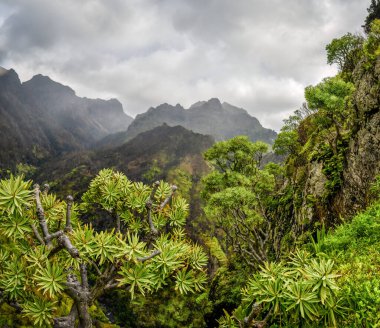 Madeira dağları sisli 