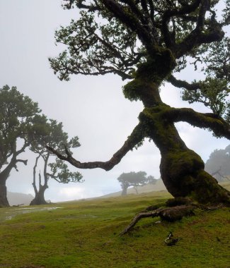 Madeira Portekiz 'deki fanal ormanı sisin içinde.