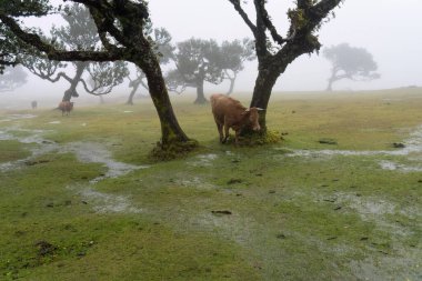 İnekler fanal ormanlarında sislerin ve yağmurun altında Portekiz madeira