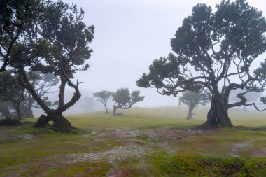 Sisin içindeki Fanal Ormanı ve Portekiz yağmuru 