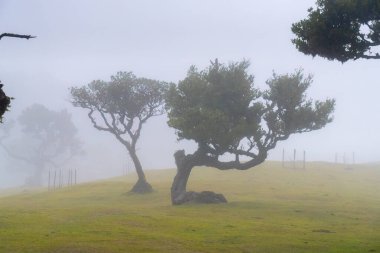 Sisin içindeki Fanal Ormanı ve Portekiz yağmuru 
