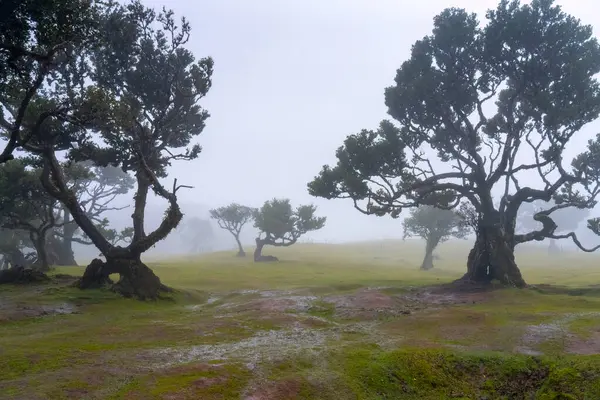 Sisin içindeki Fanal Ormanı ve Portekiz yağmuru 