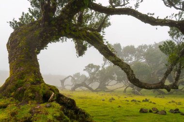 Portekiz sisindeki Fanal Ormanı 