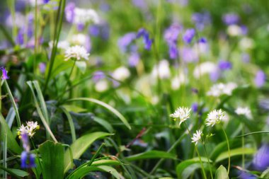Soyut BlueBell ve yabani sarımsak ağacı 