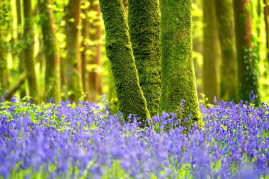 Yeşil ağaçlı BlueBell ağacı 