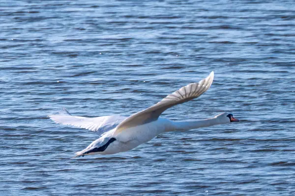 Suyun üzerinde uçan kuğu. 