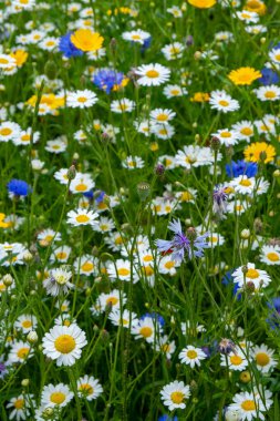 Bahçedeki yabani çiçekler karışık 