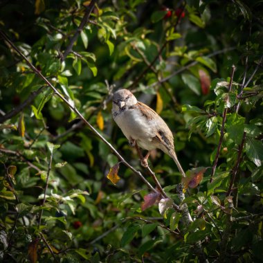 serçe bahçede oturuyor. 