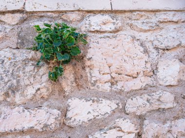 Rab, Hırvatistan - 23 Ağustos 2023: Yıpranmış bej taşlı eski taş duvar, büyüyen yeşil bitki, insan yapımı yapılar arasında doğanın esnekliğini gösteriyor