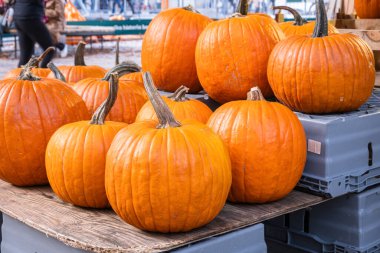 Bir grup büyük, turuncu balkabağı bir markette ahşap ve plastik kasalarda sergileniyor..