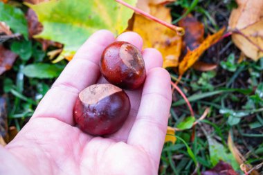 Arka planda sonbahar yaprakları olan iki parlak kahverengi kestaneyi tutan bir el..