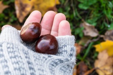Örgü eldivenli bir el, arka planda sonbahar yaprakları olan iki parlak kestane tutuyor..