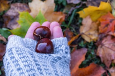 Samimi, gri bir eldiven takan bir el renkli sonbahar yapraklarının arka planında iki parlak kestane tutar. Sahne sonbaharın özünü canlı sarı, portakal ve kahverengilerle yakalıyor..