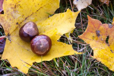 Yeşil çimlerle çevrili, canlı sarı akçaağaç yaprakları üzerinde dinlenen iki kestane. Yapraklar sonbahar renklerini gösteriyor, mevsimsel bir değişikliğe işaret ediyor. Sahne, zengin dokuları ve renkleriyle sonbaharın özünü yakalıyor..
