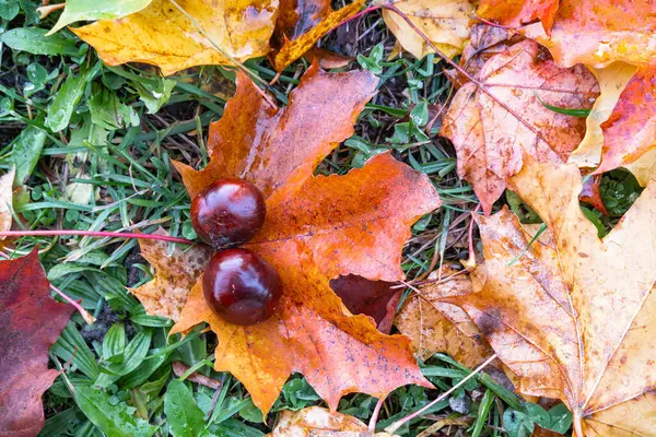 Çimlerin üzerinde sonbahar yaprakları ve kestaneler, sonbahar renkleri sergileniyor.