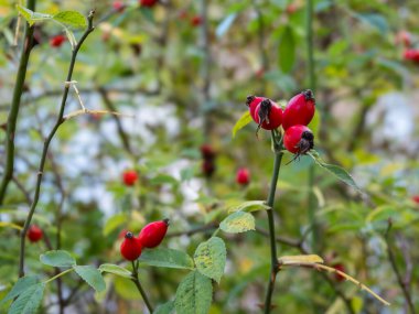 Parlak kırmızı böğürtlenlerle süslenmiş canlı bir çalı sonbaharın güzelliğini gözler önüne seriyor..