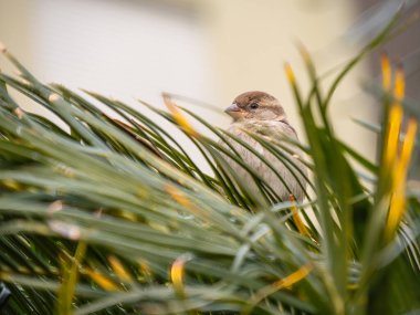 Küçük bir kuş yeşil palmiye yapraklarının arasına tünemiş, bulanık bir arka planı var..
