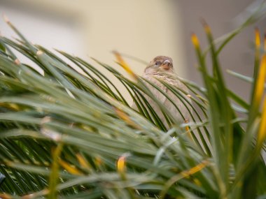 Palmiye yaprağına tünemiş küçük bir kuş, yapraklarla kısmen gizlenmiş..