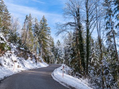 Uzun, yeşil ağaçlar ve açık mavi gökyüzü ile çevrili, karlı bir ormanda dolambaçlı bir yol. Sahne kışın güzelliğini yakalıyor. Taze kar zemini ve dalları kaplıyor..