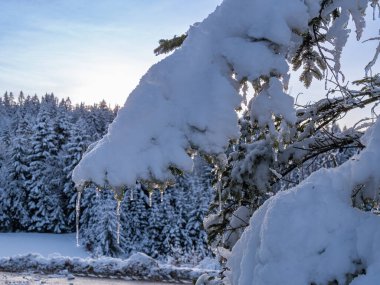 Buz saçaklarıyla kaplı karla kaplı bir ağaç dalına yakın plan, karlı bir ormanın arka planına ve berrak bir gökyüzüne kurulmuş..