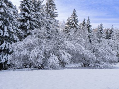Karla kaplı ağaçlar ve açık mavi gökyüzünün olduğu sakin bir kış manzarası..
