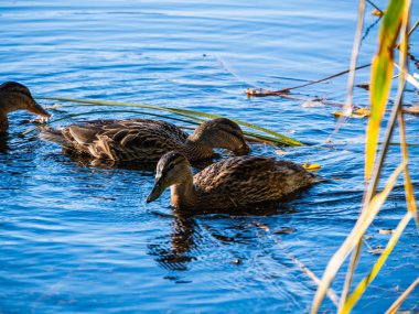 Sazlıklar ve dalgalarla çevrili sakin bir gölde yüzen üç ördek..