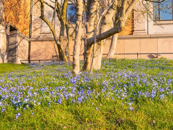 Canlı mavi çiçeklerle benekli yemyeşil çimlerle çevrili bir ağacın olduğu sakin bir manzara. Güneş ışığı sıcacık bir parıltı yayar, doğanın güzelliğini arttırır..
