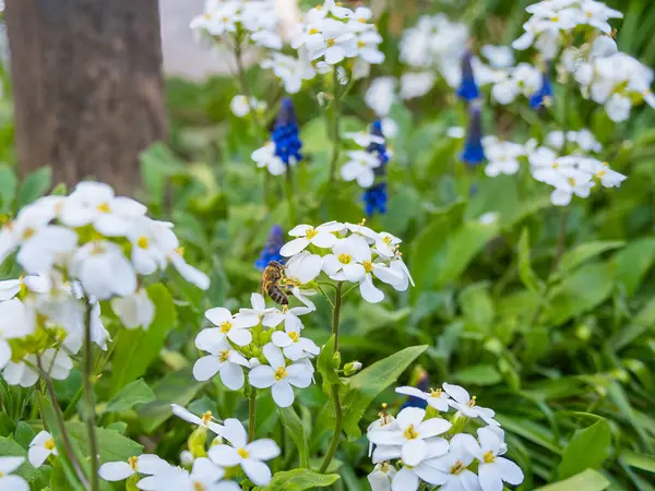 Arka planda sarı merkezleri ve mavi çiçekleri olan beyaz çiçek kümelerinin olduğu canlı bir bahçe sahnesi. Bir arı, yemyeşil yapraklarla çevrili beyaz çiçeklerden birini döllerken görülüyor..