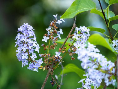 Çiçek açmış leylak çiçeklerinin yakın çekimi, narin mor yapraklar ve yeşil yapraklar sergiliyor. Arka plan hafifçe bulanık, çiçeklerin güzelliğini vurguluyor..