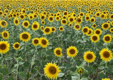  Cornate d 'Adda' da tarım alanında ayçiçekleri