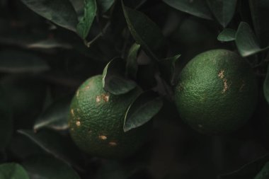 Fas, Marakeş 'teki bir bahçede meyve ağacında yetişen taze yeşil limonlar. Boşluğu kopyala