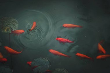 Yeşil tatlı su havuzunda parlak kırmızı ve turuncu altın balıklar. Kullanılabilir kopya alanı olan manzara oreintasyonu