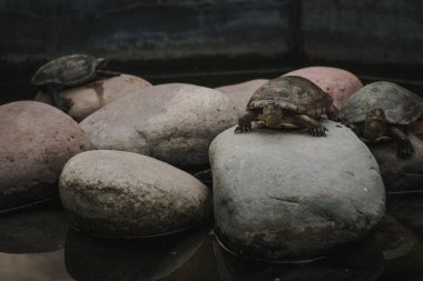 Yeşil su birikintisinde kayalıklardaki küçük kaplumbağa. Fas 'taki Gizli Bahçe' de geçiyor..