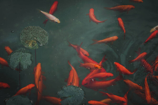 Ярко яркая красная и оранжевая золотая рыба в зеленом пруду с пресной водой. Пейзаж реинтации изображения с копированием пространства