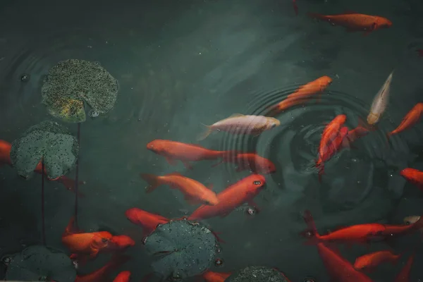 Ikan Emas Merah Terang Dan Oranye Kolam Air Tawar Hijau — Stok Foto