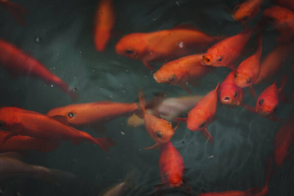 Ярко яркая красная и оранжевая золотая рыба в зеленом пруду с пресной водой. Пейзаж реинтации изображения с копированием пространства