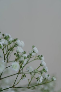 Bebek nefes çiçekleri arka planda sade bir ışık oluşturur. Kopyalama alanı olan portre yönelimli resim