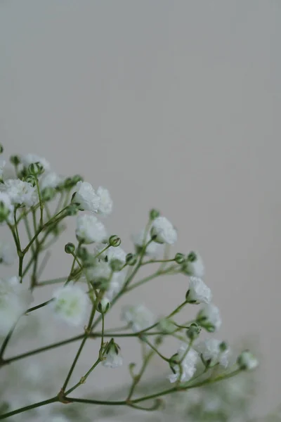 stock image Babys breath flowers set against a plain light background. Portrait orientation image with copy space available