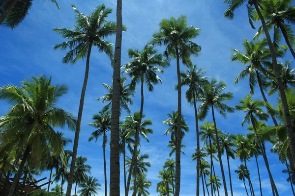 Jättestort Kokosnötsträd Stranden Det Här Kokosträdet Väldigt Dramatiskt — Stockfoto