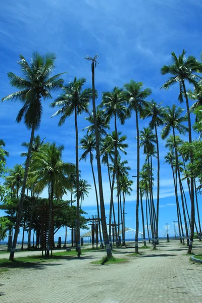 Jättestort Kokosnötsträd Stranden Det Här Kokosträdet Väldigt Dramatiskt — Stockfoto