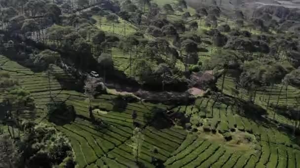 Drone Vídeo Beleza Uma Bela Extensão Jardins Chá Verde Este — Vídeo de Stock