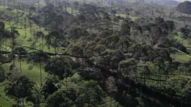 Geniş yeşil çay bahçelerinin güzelliğinin insansız hava aracı videosu. Bu çay bahçesi Wonosobo Regency, Endonezya 'da bir doğa turizmidir..