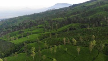 Geniş yeşil çay bahçelerinin güzelliğinin insansız hava aracı videosu. Bu çay bahçesi Wonosobo Regency, Endonezya 'da bir doğa turizmidir..