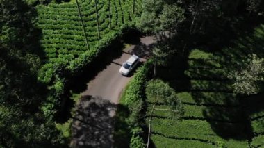 Geniş yeşil çay bahçelerinin güzelliğinin insansız hava aracı videosu. Bu çay bahçesi Wonosobo Regency, Endonezya 'da bir doğa turizmidir..