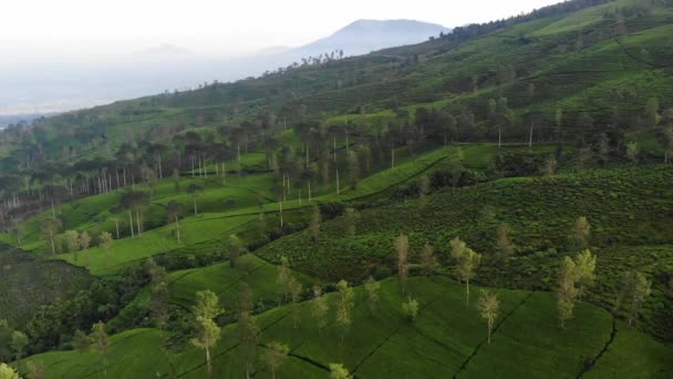 无人机视频美丽的绿茶花园的美丽广阔 这个茶园是印度尼西亚万寿堡的一个自然景观 — 图库视频影像