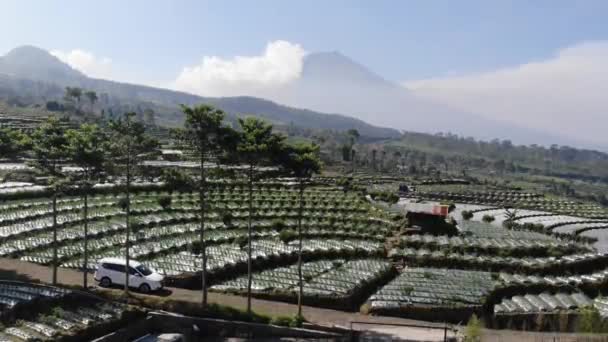 Piękny Widok Pól Ryżowych Plantacji Rano Zboczach Góry Indonezji Jest — Wideo stockowe