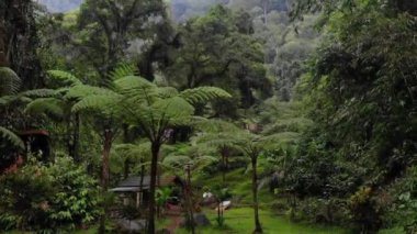 Doğada seyahat etmenin heyecan verici atmosferinin drone videosu. Güzel bir ormanda tur.