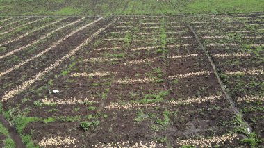 Dağlardaki patates çiftliğinin güzel bir fotoğrafı. Bu patates bahçesi iyi kalite patates üretir.